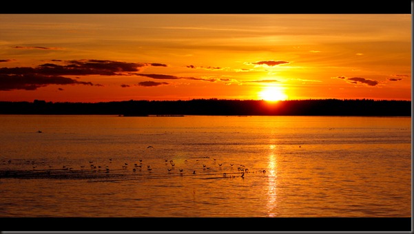 sunset_birds